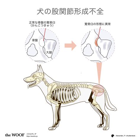 犬の股関節形成不全 .